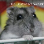 sites/2/2020/11/f0df612771d0b0944deee2e042e20807-150x150.jpgの画像