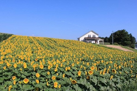 奥中山ひまわり畑の家１の画像