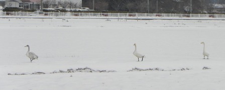 sites/2/2021/01/0ff02a6fd383f139f5d580f8c34cd04f.jpgの画像