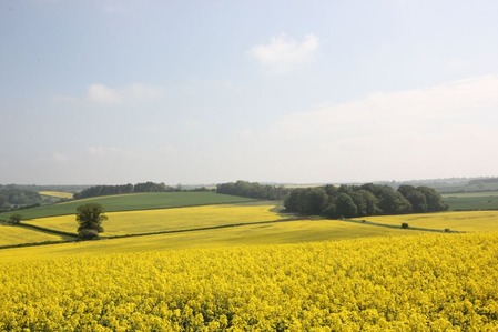 イギリスの視界１の画像