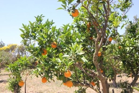 南欧のオレンジ