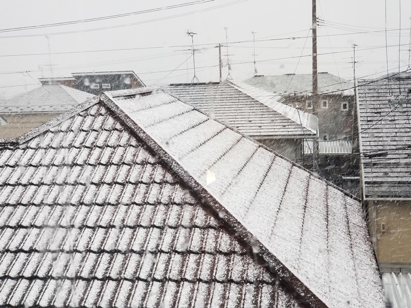 盛岡桜開花宣言に雪