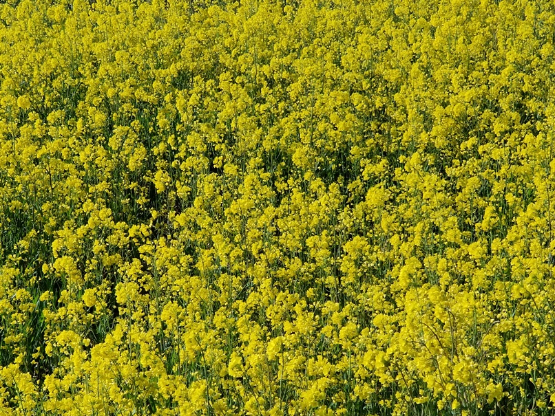 sites/2/2021/05/29325cf1f1e87e50c45e429bf0f3602c.jpgの画像