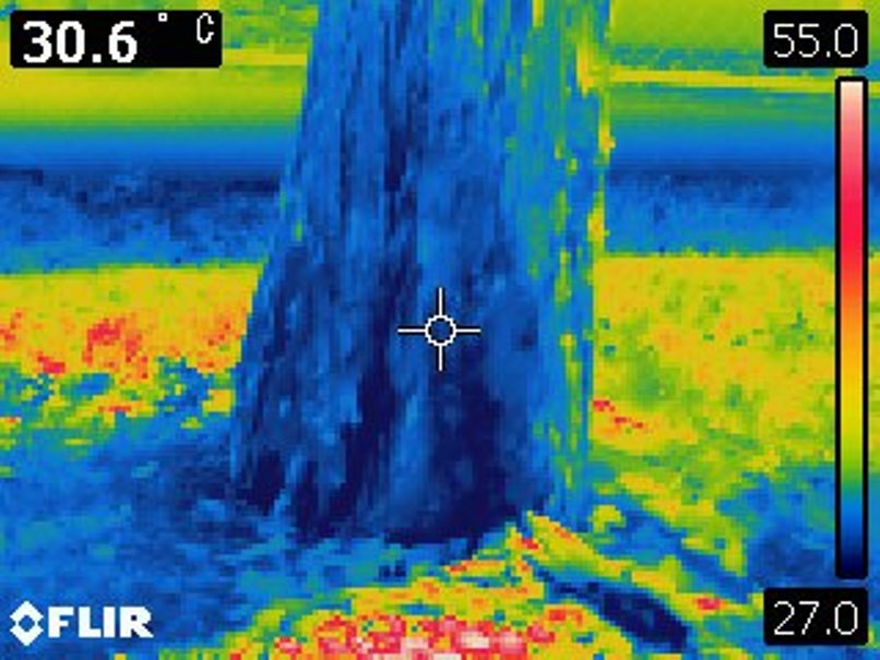 岩手猛暑日における樹木の体温の画像