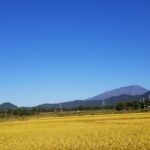 黄金色と岩手山の画像