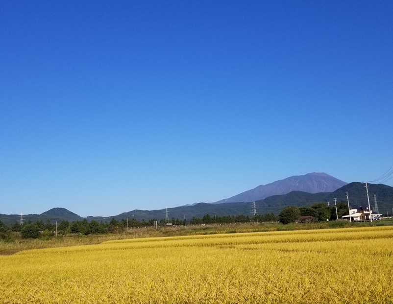 黄金色と岩手山の画像