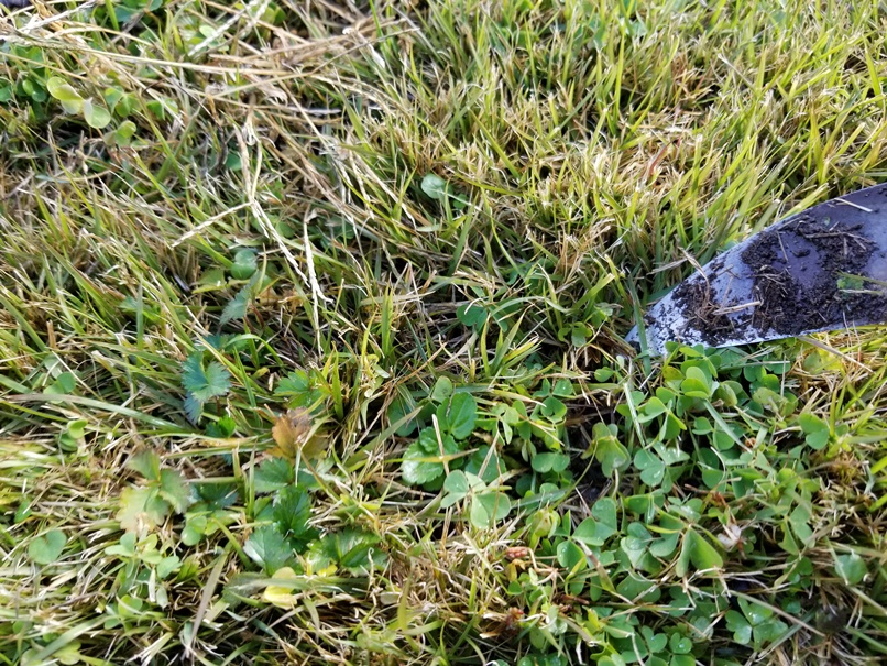 芝の雑草取り (1)の画像