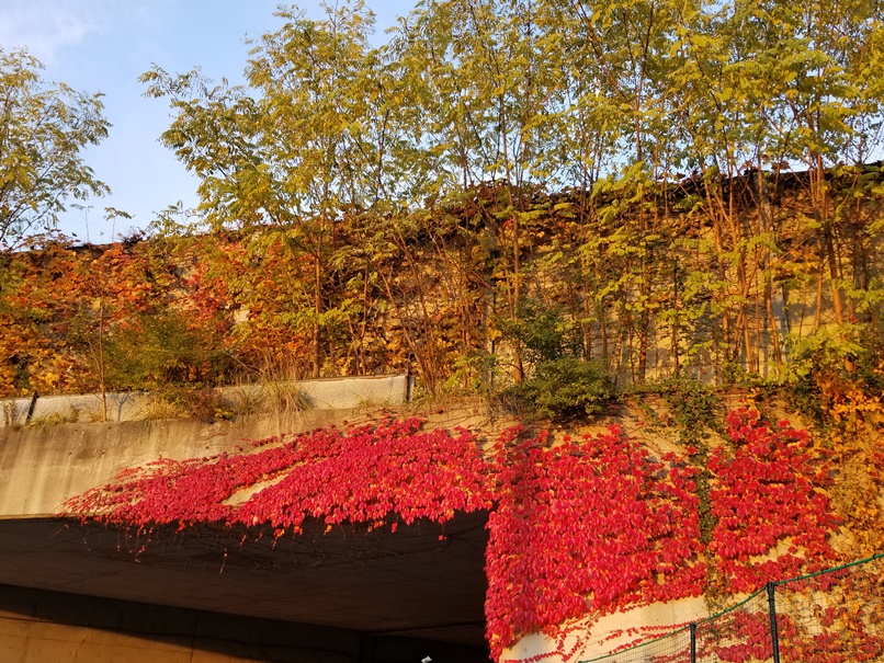 岩手の秋色２の画像