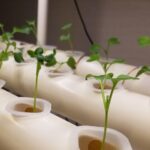 高断熱住宅で野菜づくりを趣味にの画像