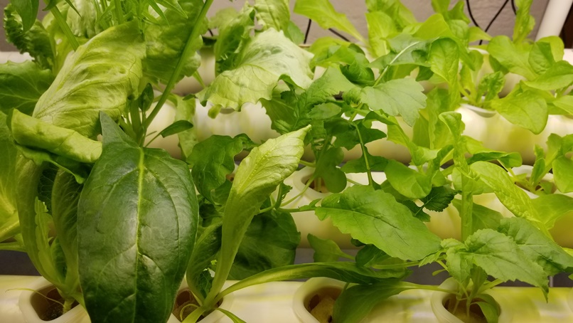 岩手の高断熱住宅内で野菜(2)の画像