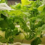 岩手の冬に高断熱住宅内で野菜(1)の画像