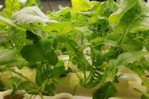 岩手の冬に高断熱住宅内で野菜(1)の画像