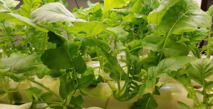 岩手の冬に高断熱住宅内で野菜(1)の画像