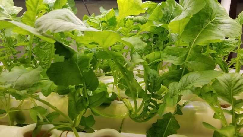 岩手の冬に高断熱住宅内で野菜(1)の画像