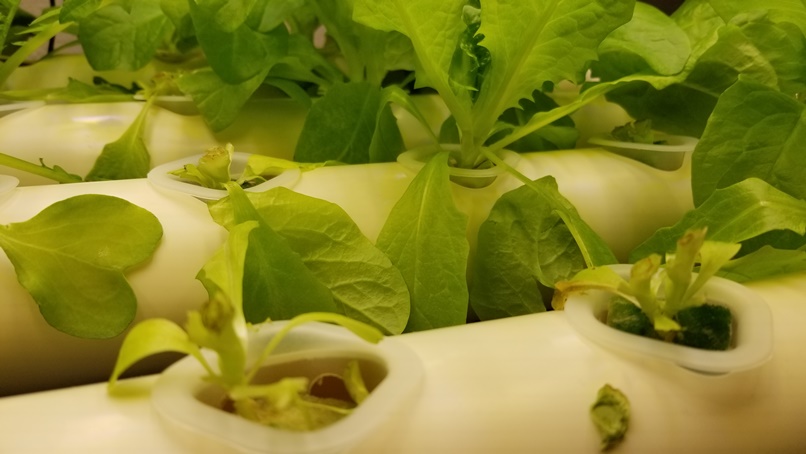 高断熱住宅でせっこき野菜？(1)の画像