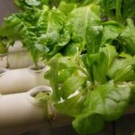 高断熱住宅でせっこき野菜？(2)の画像