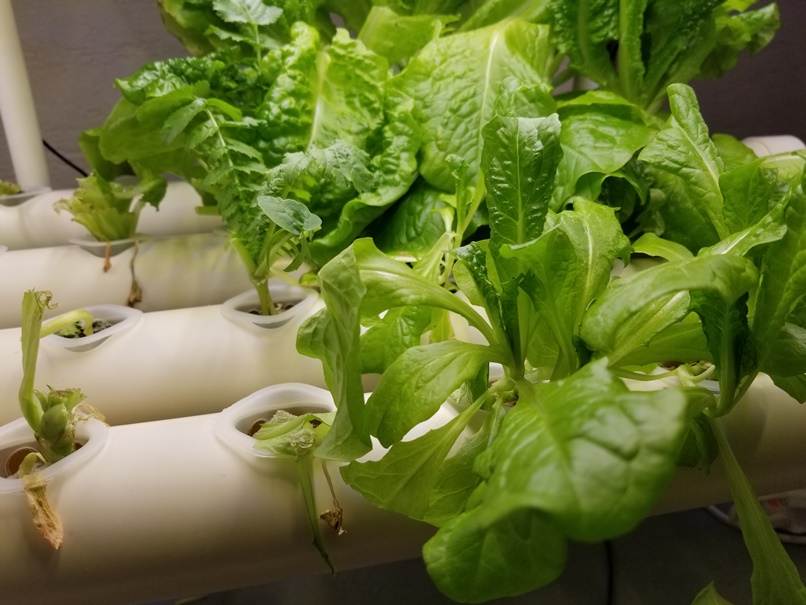 高断熱住宅でせっこき野菜？(2)の画像
