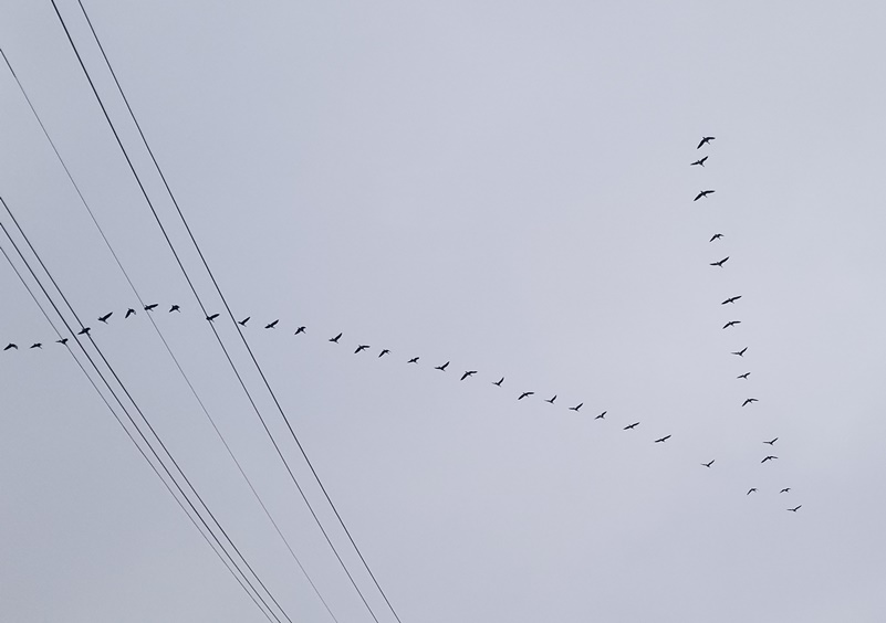 白鳥V字飛行の画像