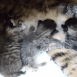 生後5日の子猫たちの画像
