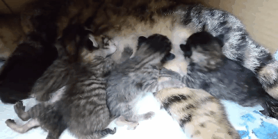 生後5日の子猫たちの画像
