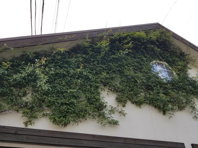 幸せになる庭のある家(8)の画像