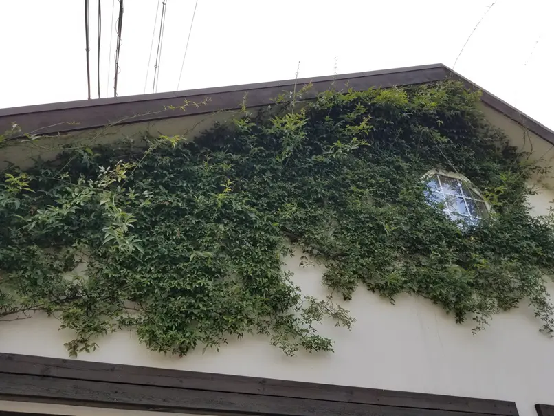 幸せになる庭のある家(8)の画像