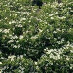 満開のヤマボウシの画像