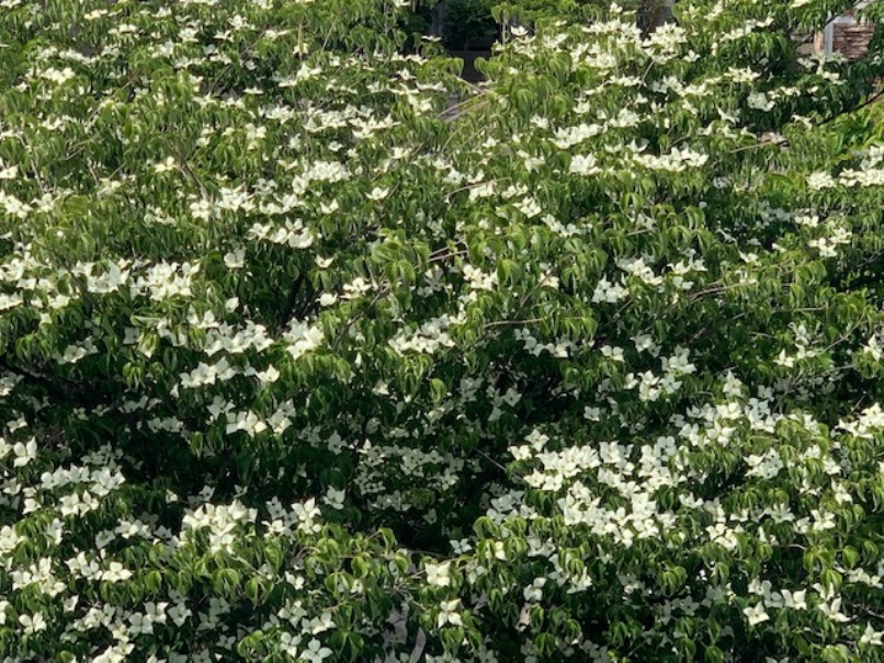 満開のヤマボウシの画像
