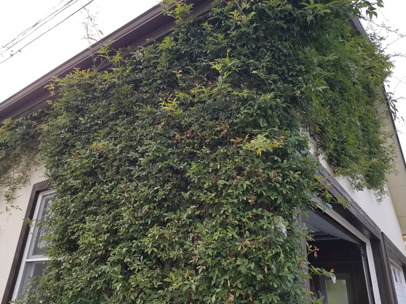 幸せになる庭のある家(7)の画像