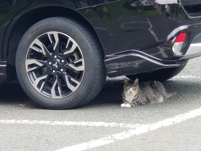 車動かせない・・の画像