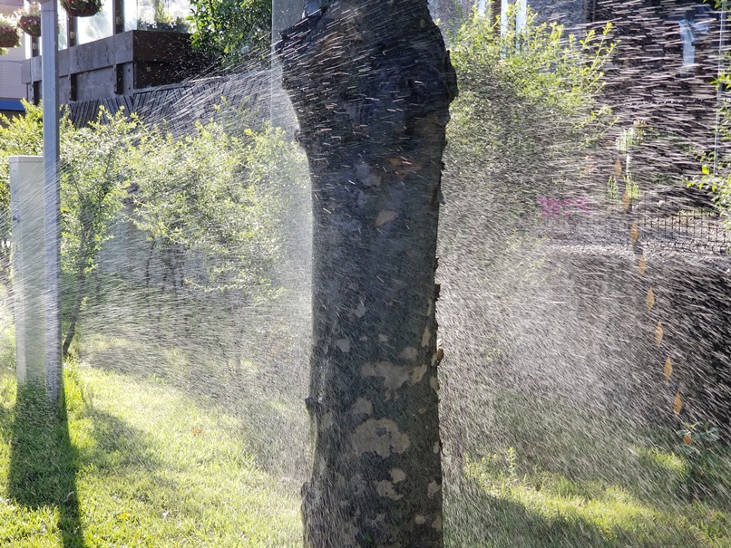 芝に水分補給の画像