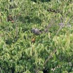 sites/2/2022/09/39ccdea942b02754ff71d9a57e6275a6-150x150.jpgの画像