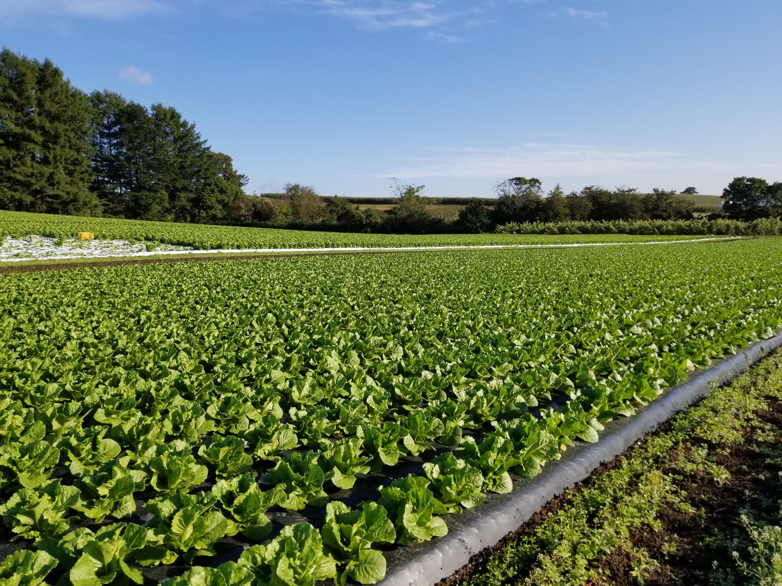 奥中山高原野菜