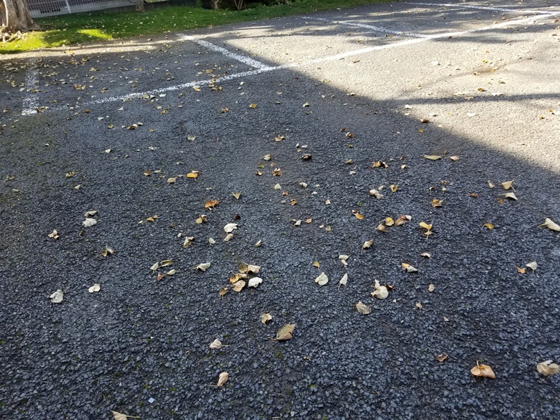 駐車場の落ち葉