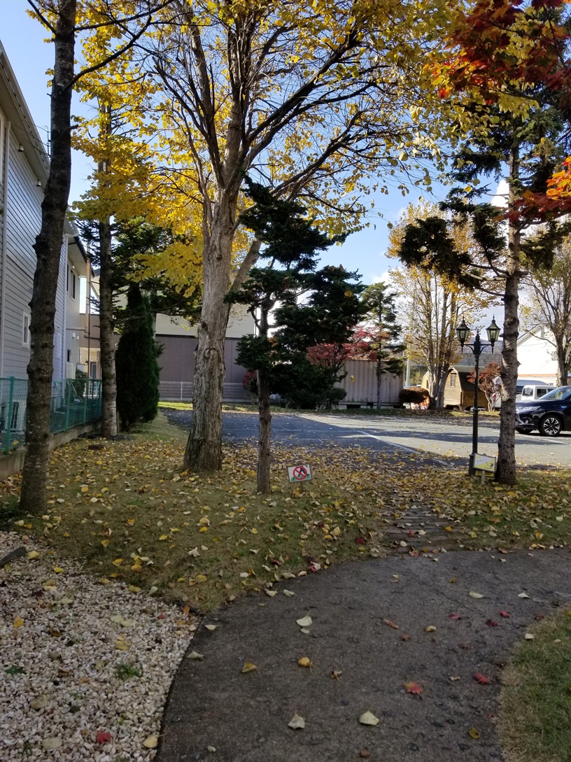 昨日の落ち葉の画像