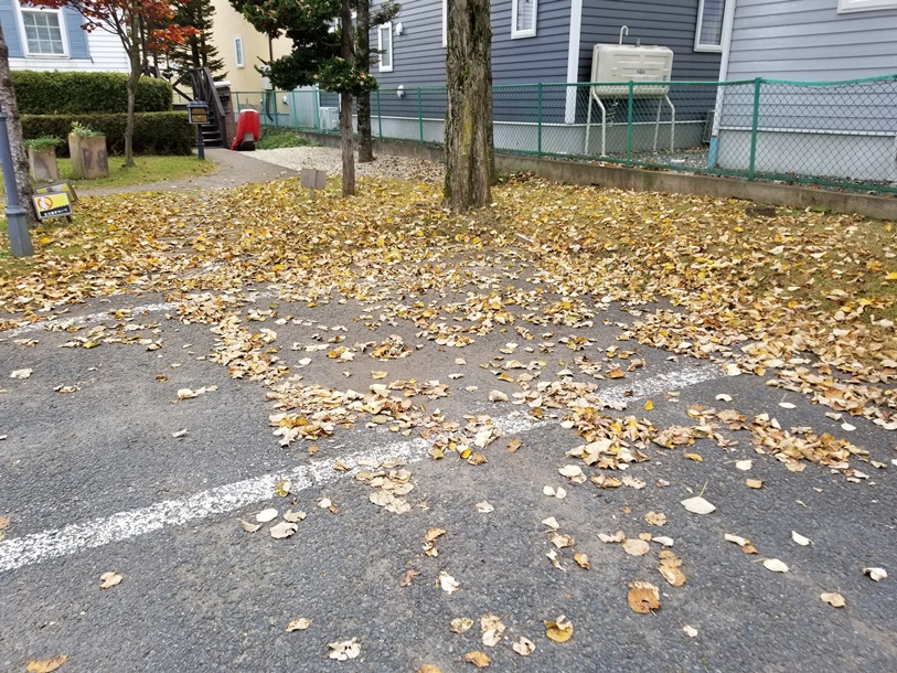 今朝の落ち葉の画像