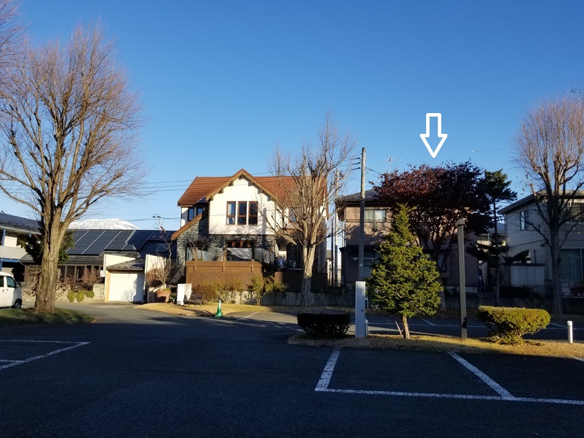 ヤマボウシの落ち葉1