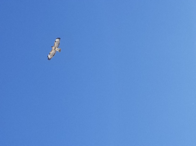 鳥たちに春の訪れ(2)の画像