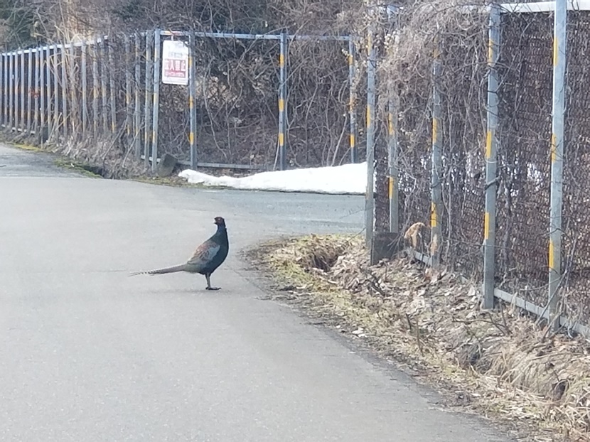 鳥たちに春の訪れ(3)