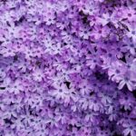 岩手は春だ！(3)の画像