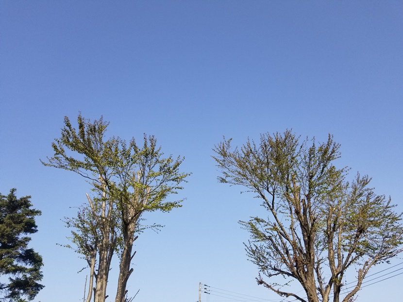 岩手は春だ！(1)の画像