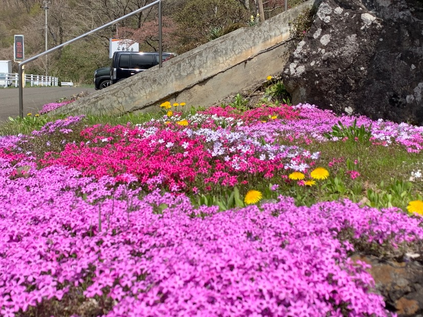 岩手は春だ!(2)の画像