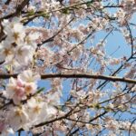 2023岩手の桜の画像