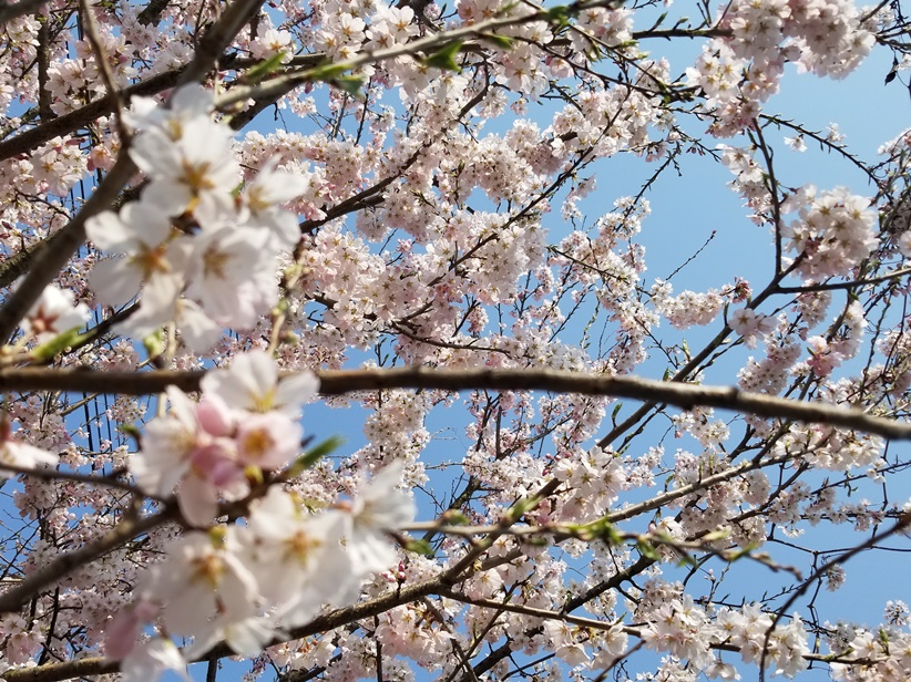 2023岩手の桜の画像