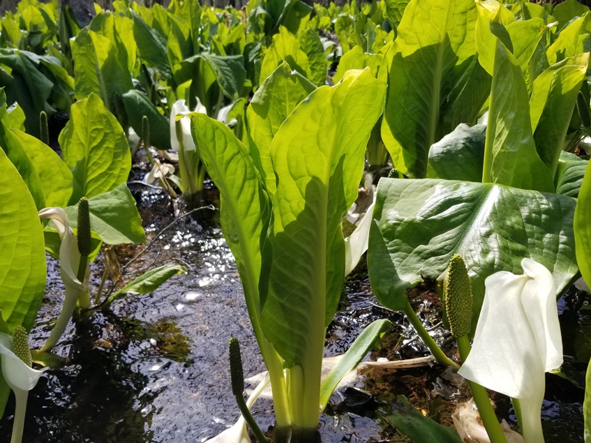 水芭蕉に寄り道の画像