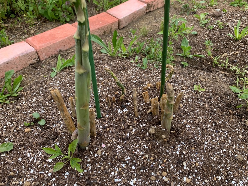 工場菜園のアスパラ