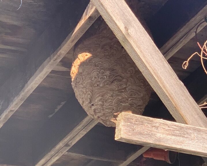 ススメバチの巣の画像