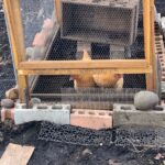 庭で鶏を飼うの画像