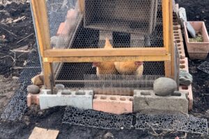 庭で鶏を飼う