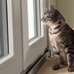 猫愛に溢れる家の画像